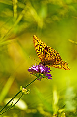 Image showing Silver-washed fritillary,Argynnis paphia