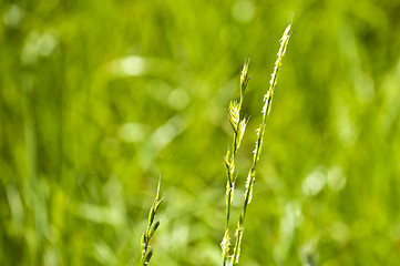 Image showing Tall wheatgrass, energy grass 