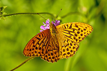 Image showing Silver-washed fritillary,Argynnis paphia