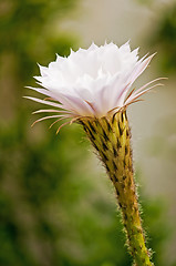 Image showing blooming cactus