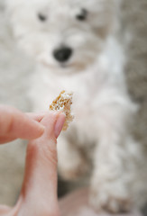 Image showing West highland white terrier