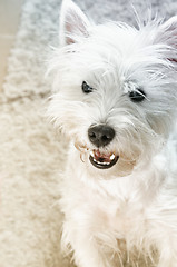 Image showing West highland white terrier