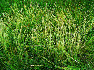 Image showing wild grass background