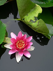 Image showing lotus flower