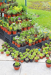 Image showing Herbs plants
