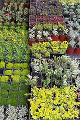 Image showing Plants nursery