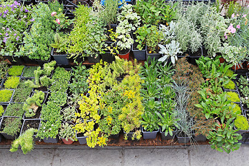 Image showing Nursery plants