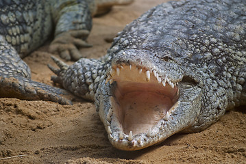 Image showing Crocodile