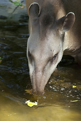 Image showing South American Tapir