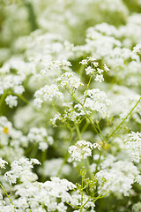 Image showing Wild flowers