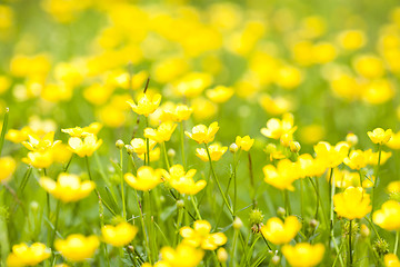 Image showing Wild flowers