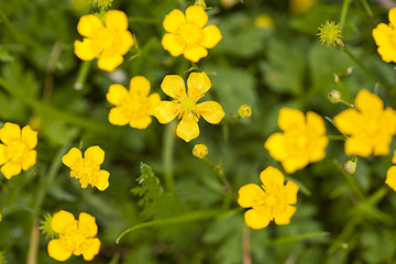 Image showing Wild flowers