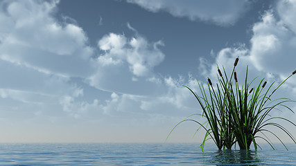 Image showing reed on water