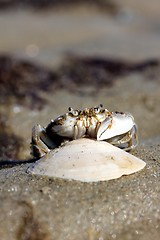 Image showing little beach crab