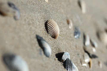 Image showing seashells on sand beach