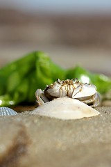 Image showing little beach crab