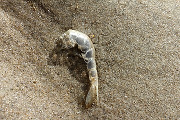 Image showing shrimp skin at the beach