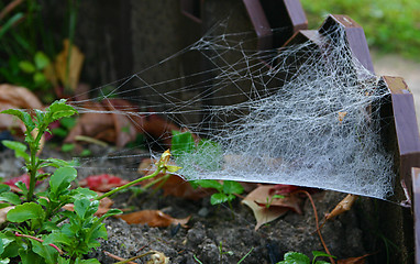 Image showing spider s web