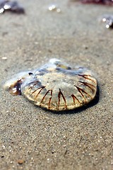 Image showing jellyfish at the beach