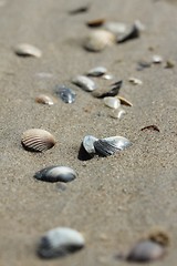 Image showing seashells on sand beach