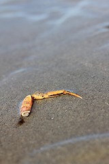 Image showing crab arm at the beach