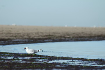 Image showing beach gull