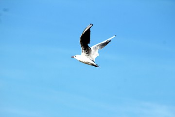 Image showing beach gull