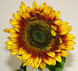 Image showing sunflower