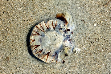 Image showing jellyfish at the beach