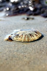 Image showing jellyfish at the beach