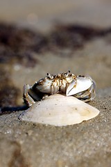 Image showing little beach crab