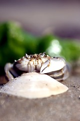 Image showing little beach crab