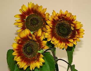 Image showing sunflowers