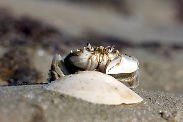 Image showing little beach crab