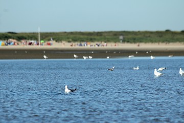 Image showing beach gulls in the water