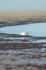 Image showing beach gull