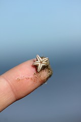 Image showing small starfish on a human finger