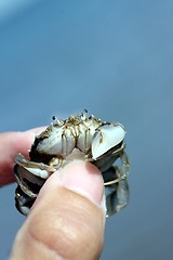 Image showing little beach crab in human hand