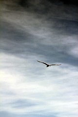 Image showing beach gull