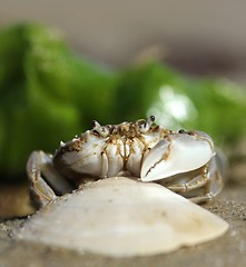 Image showing little beach crab