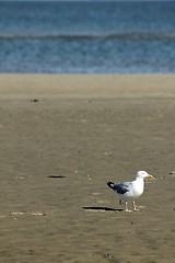 Image showing beach gull