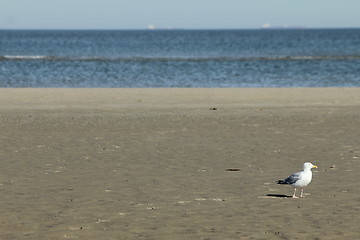 Image showing beach gull