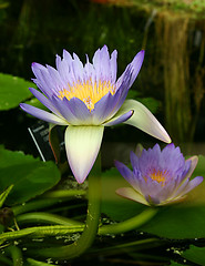 Image showing water lily