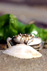 Image showing little beach crab