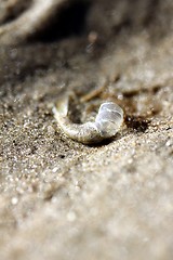 Image showing shrimp skin at the beach