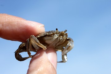 Image showing little beach crab in human hand