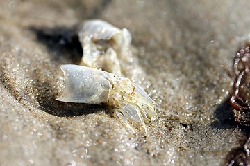 Image showing shrimp skin at the beach