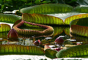 Image showing leaves and buds of a water lily