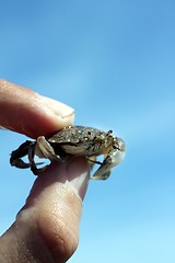 Image showing little beach crab in human hand