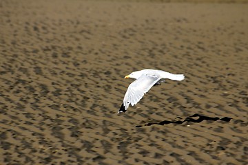 Image showing beach gull